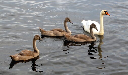 Water birds nature white swan with boy