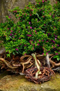 Garden garden plant garden decoration