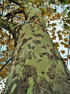 Natural organic birch