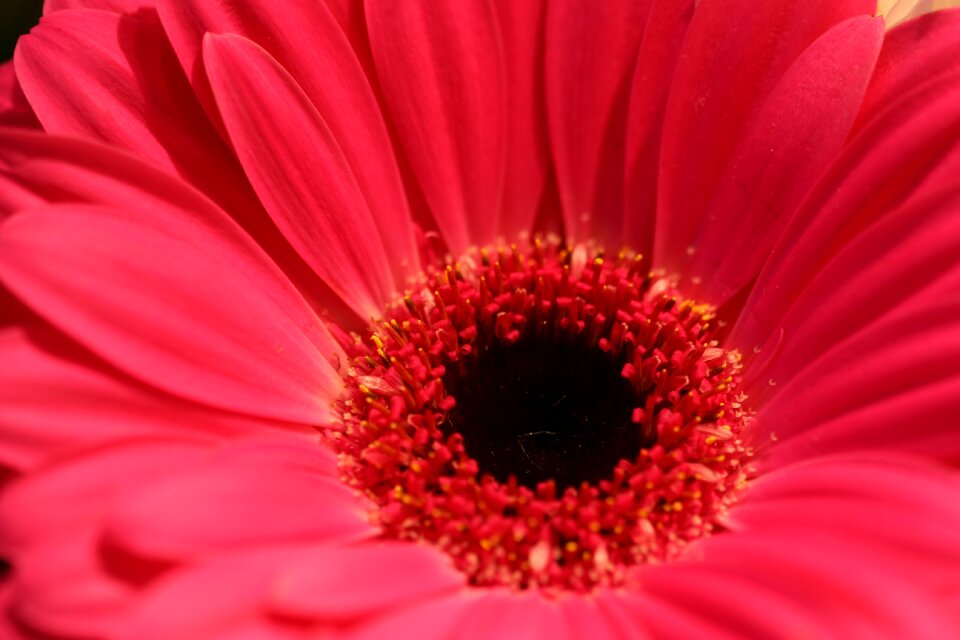Macro red flower