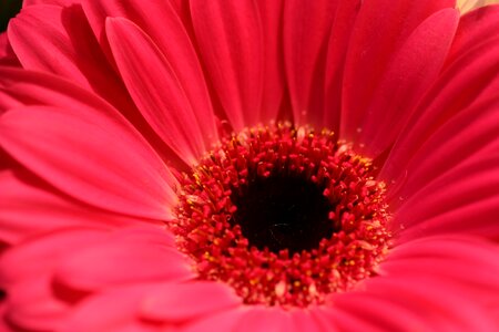 Macro red flower photo