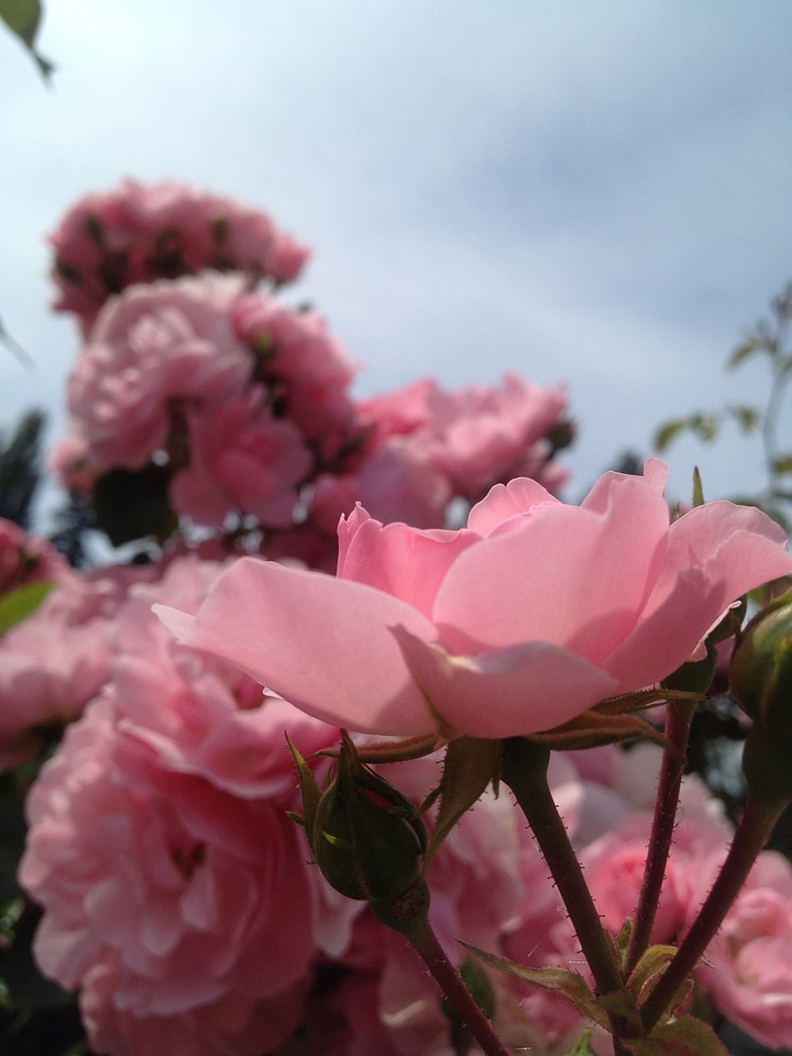 Blossom petal bright