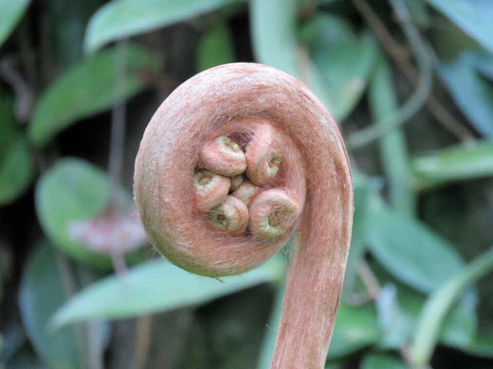 Nature growing plant