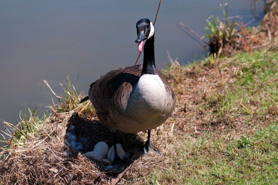 Goose wildlife waterfowl