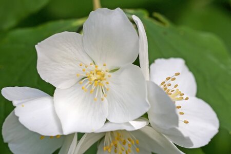 Philadelphus coronary pale whistle shrub summer jasmine