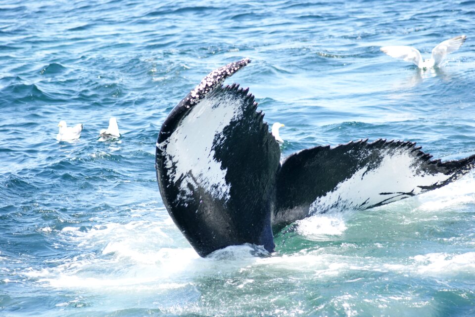 Marine mammals animal sea