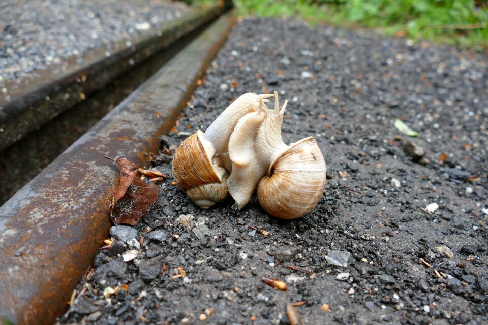 Pairing shell mollusk