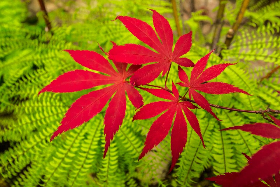 Red maple tree garden