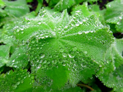 Water green dew