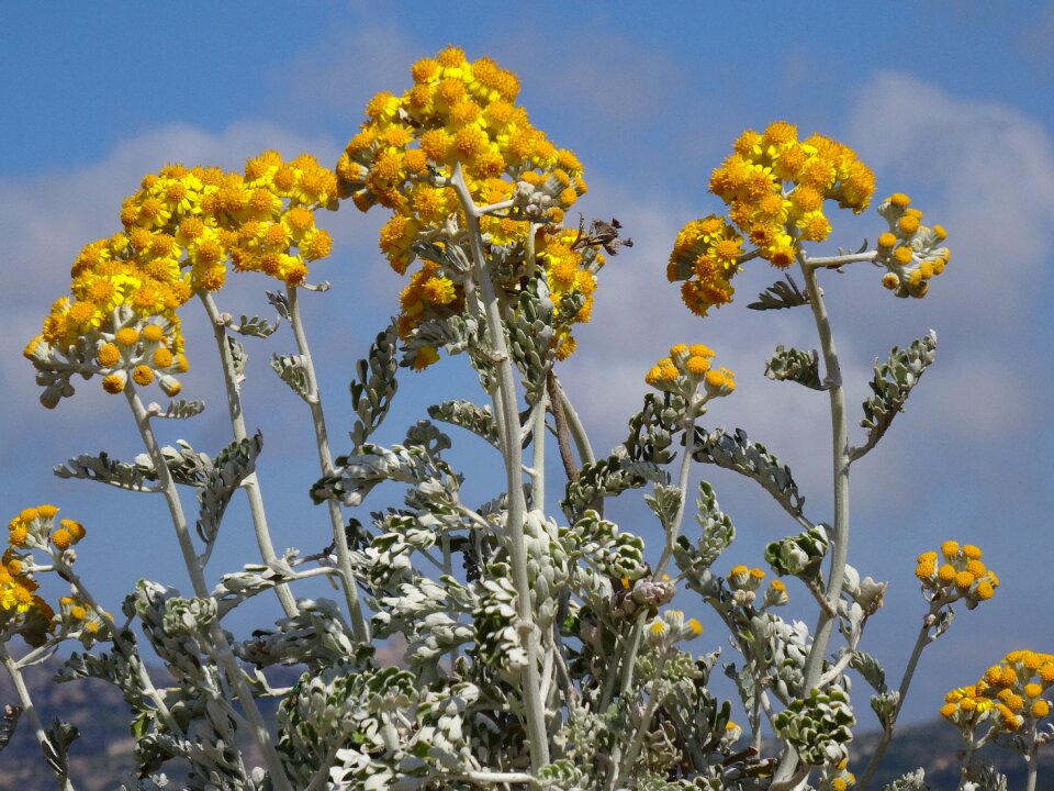Seaside yellow flowers flowers