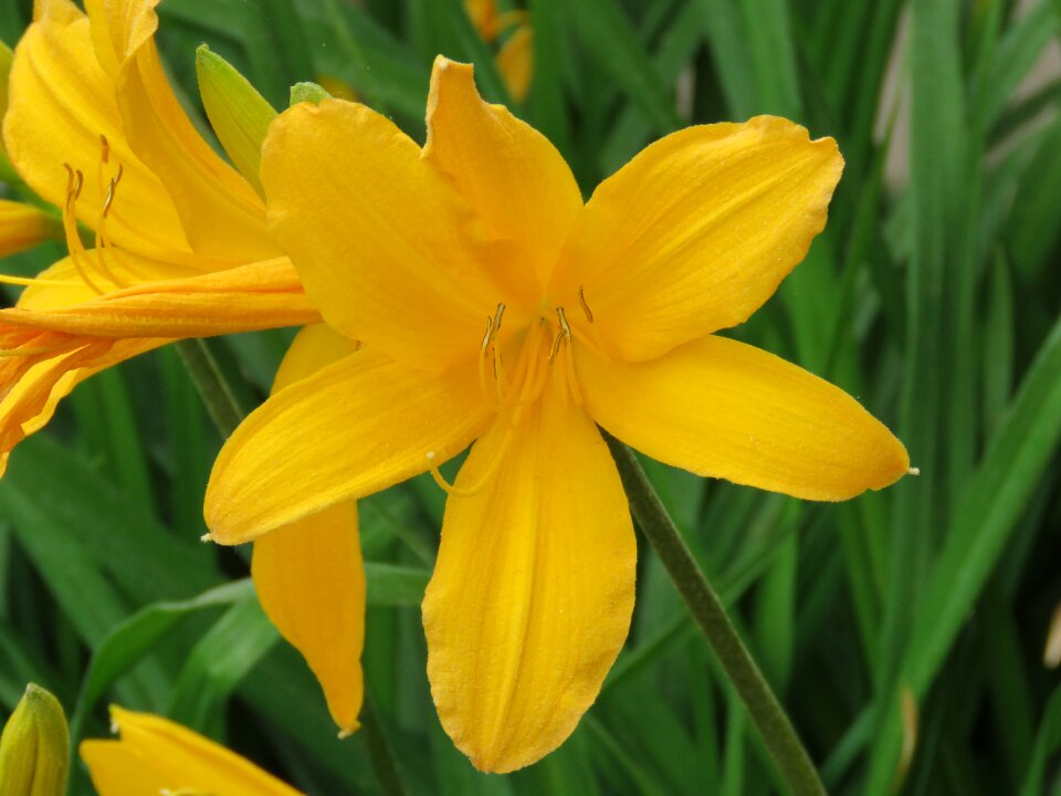 Nature plant petals photo