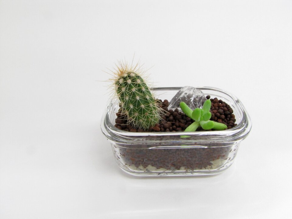 Green decoration desert plant