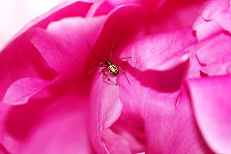 Close up animals insect photo