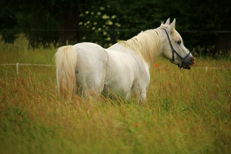 Thoroughbred arabian white horse pasture