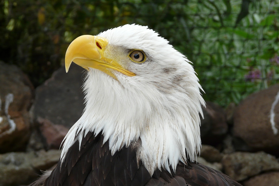 Raptor heraldic animal portrait