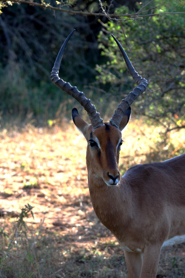 Wildlife antelope reserve