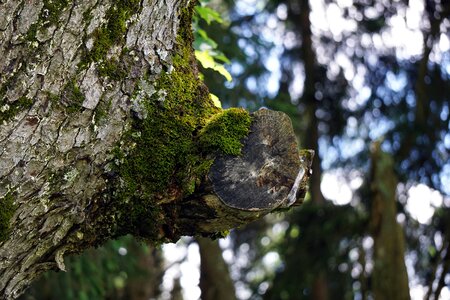 Moss wood nature photo