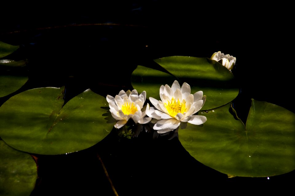 Waterplant floating water