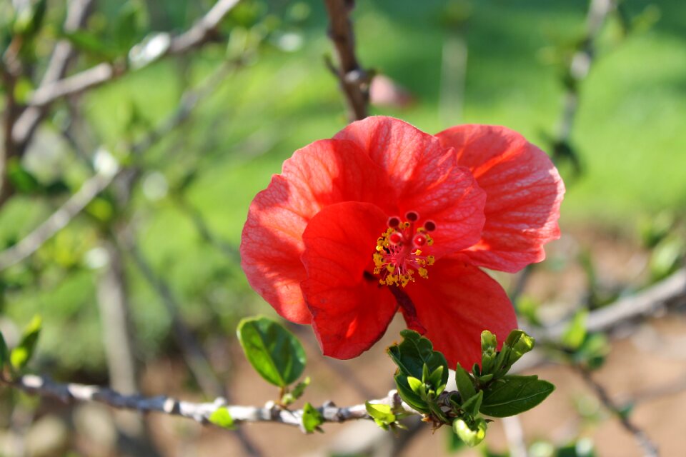 Flowers summer plant