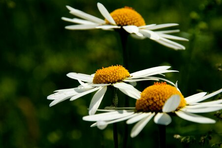 Blossom bloom yellow photo