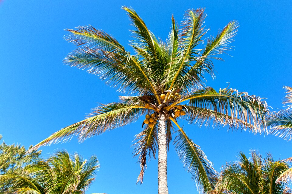 Palm beach blue photo