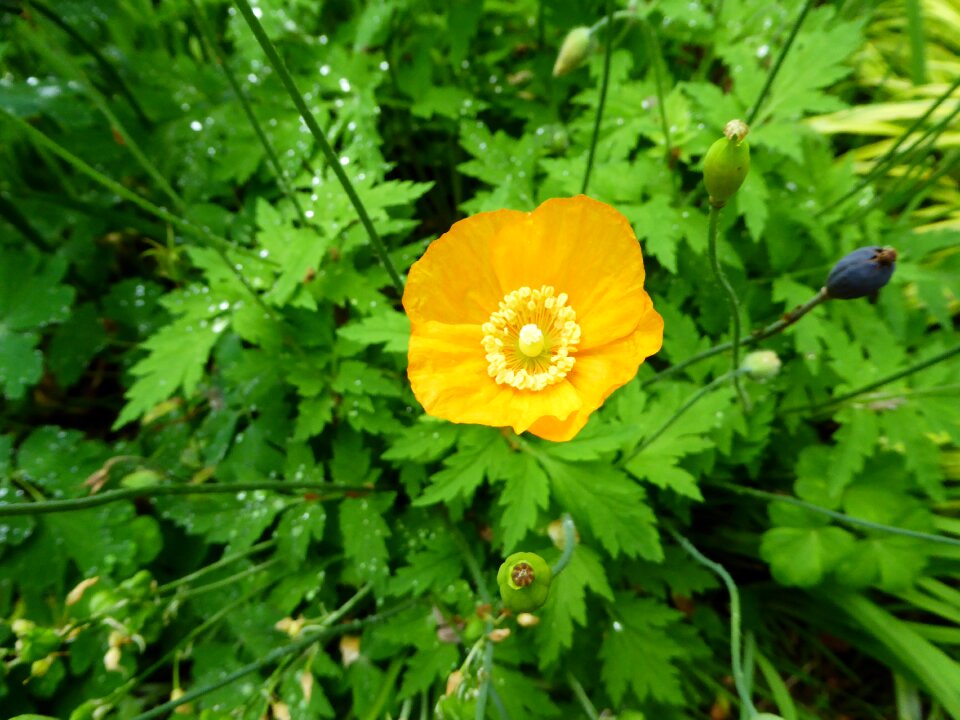 Green plant bloom
