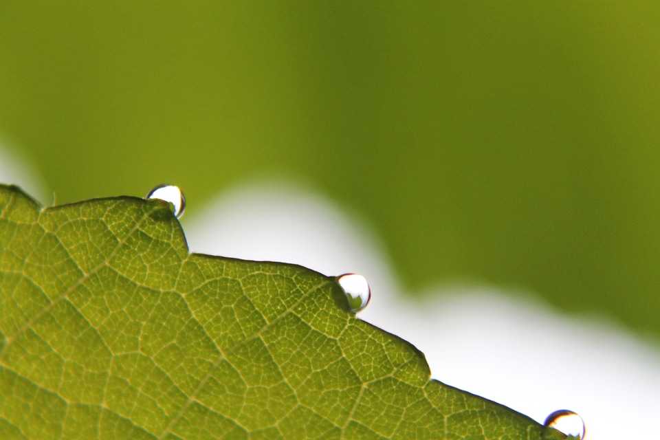 Rain drop drops plant leaves water