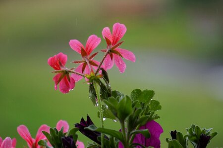 Pink flower green blossom