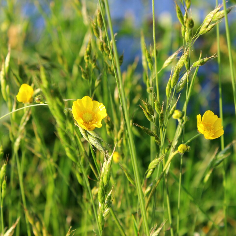 Yellow green blade of grass