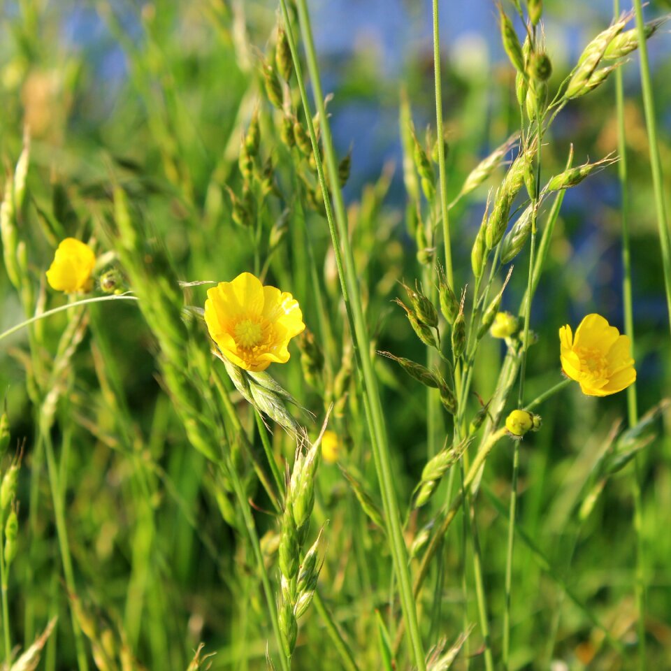 Yellow green blade of grass photo