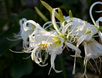 White flowers ismena bulbous plants photo