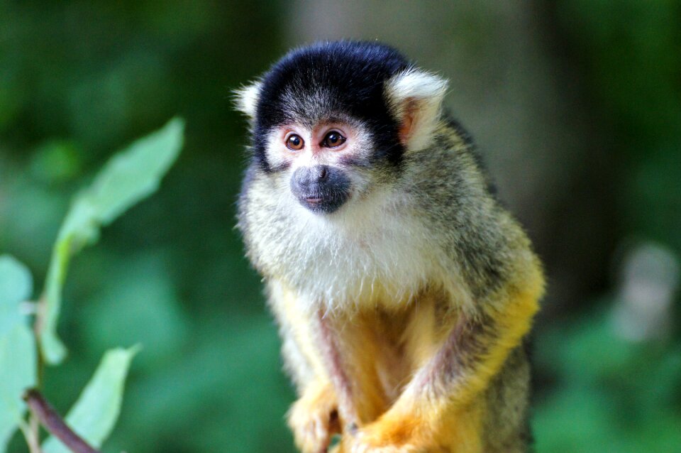 Zoo climb cute