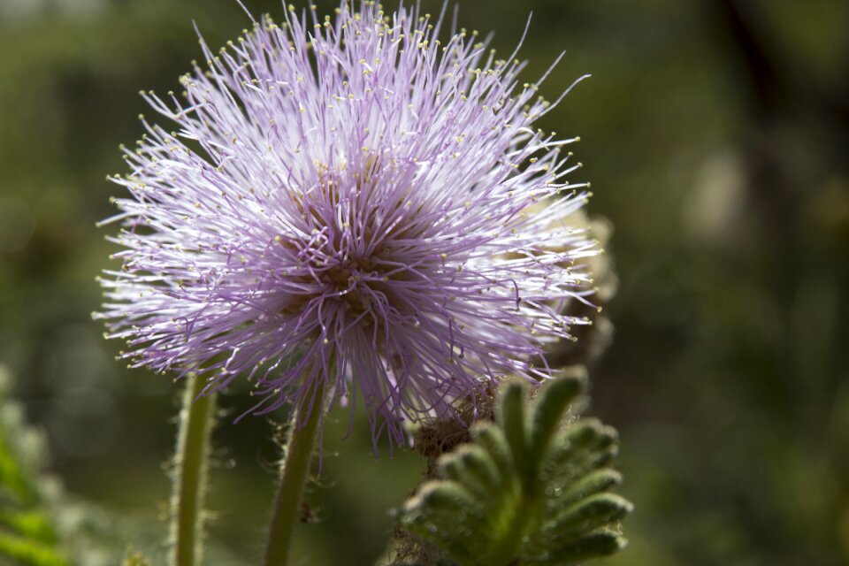 Cerrado plant flowers