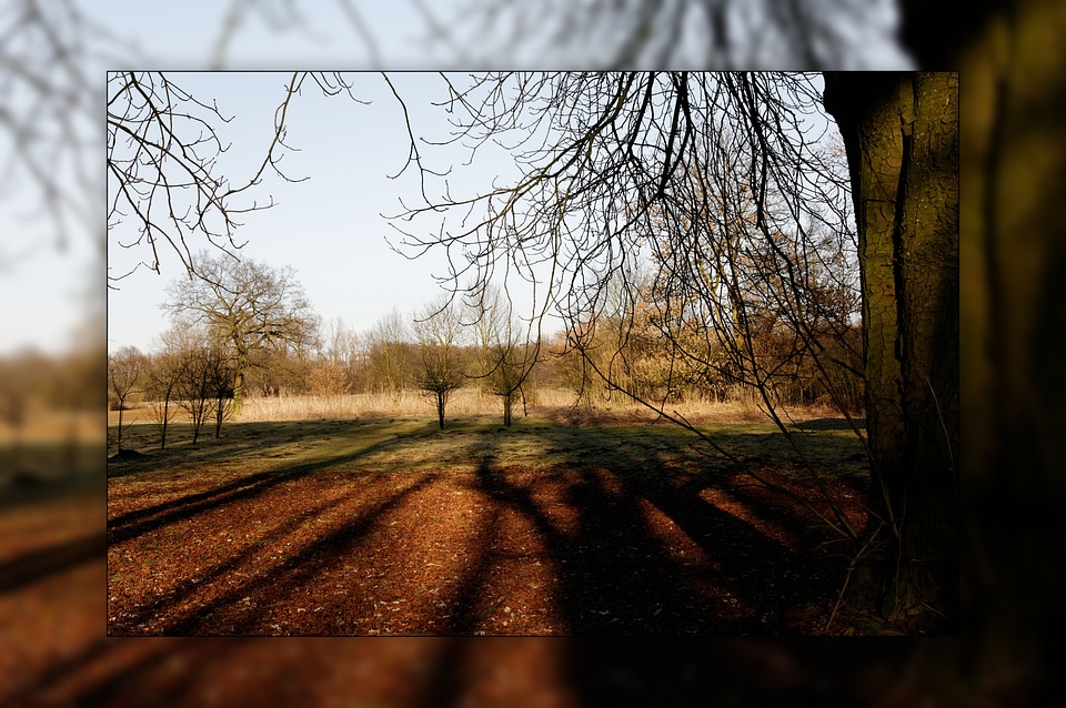 Frame fall foliage golden autumn