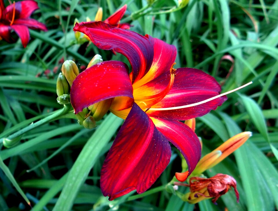 Red flower summer