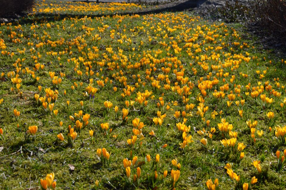 Blooming nature yellow