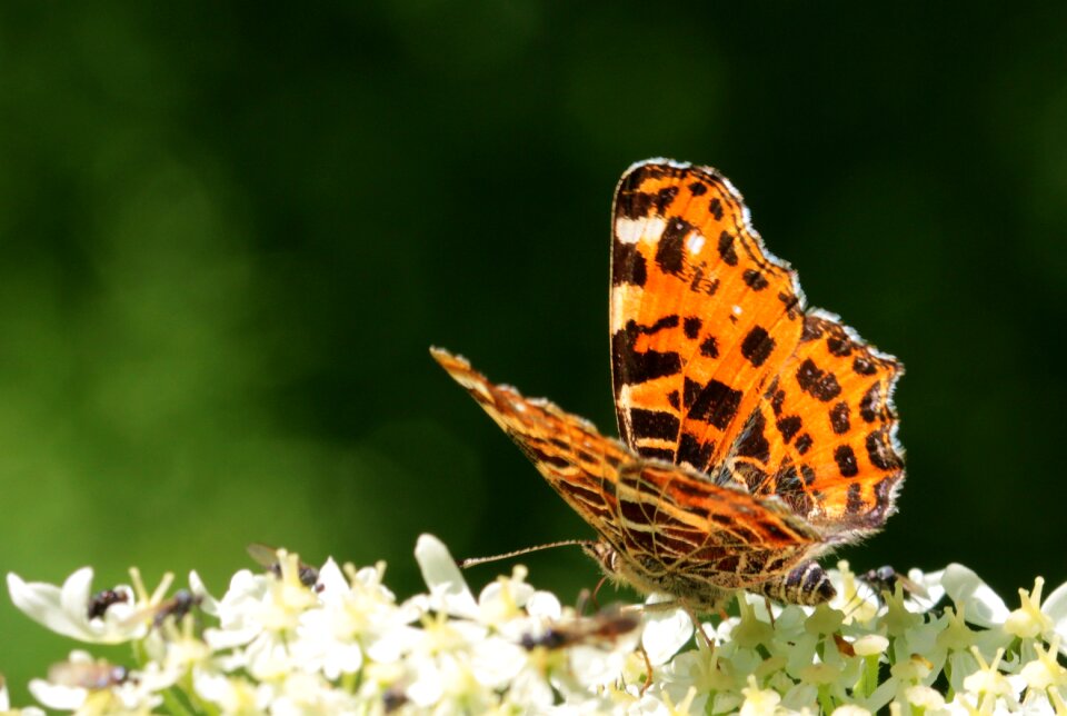 Butterfly butterflies insect
