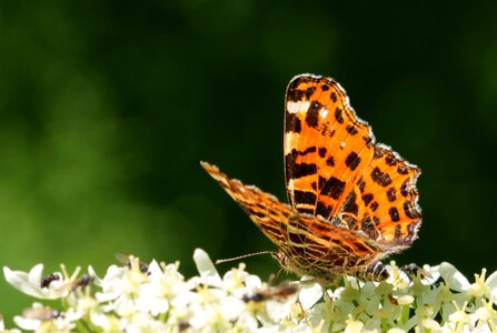 Butterfly butterflies insect