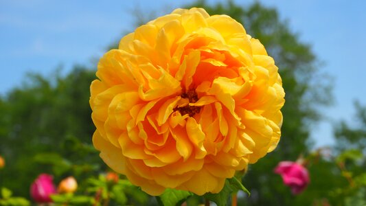 Yellow flower garden photo