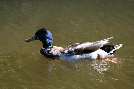 Duck male ditch