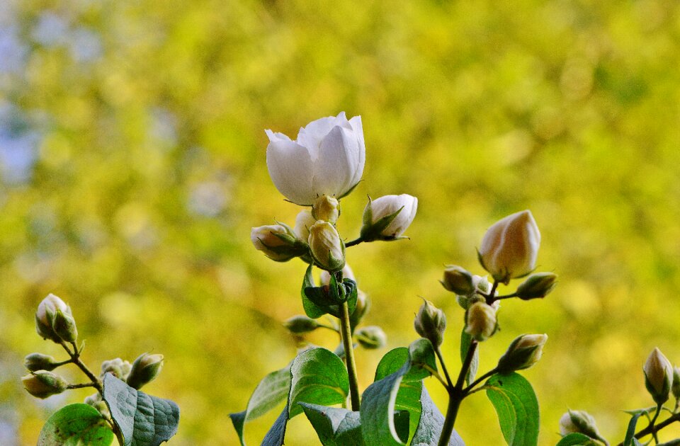 Spring blossom bloom