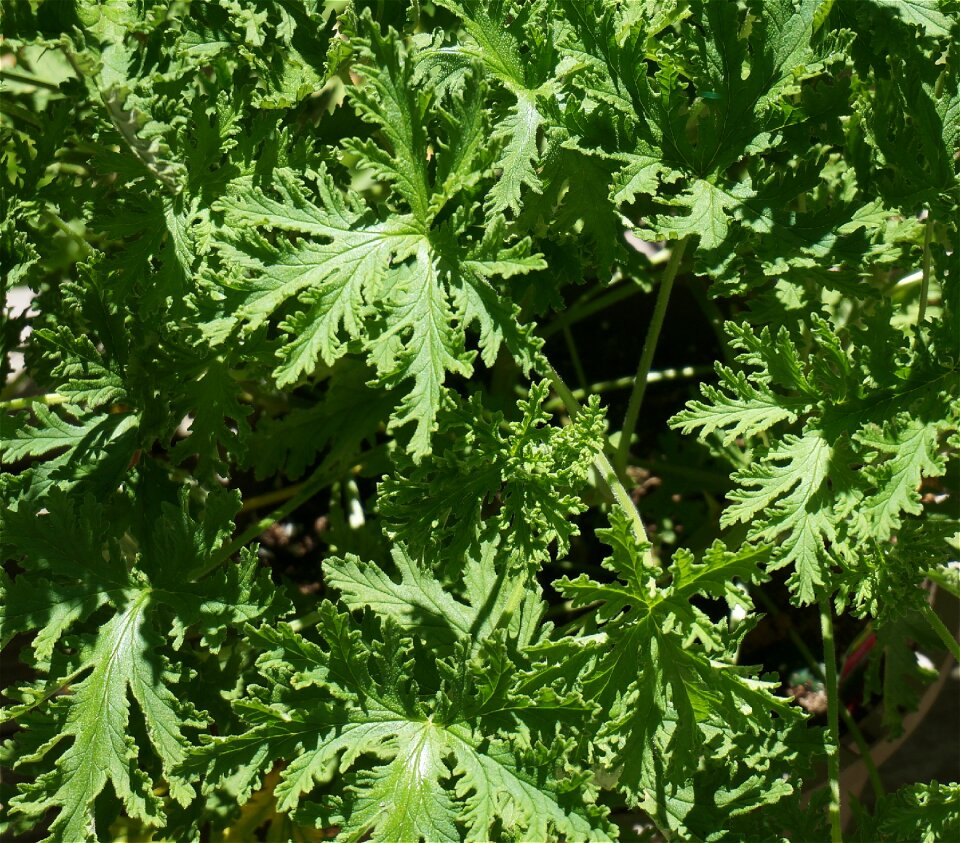 Pot plant plant deck
