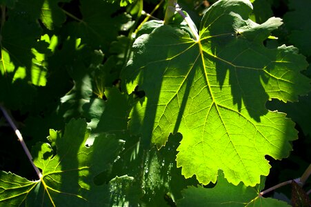 Garden nature plant