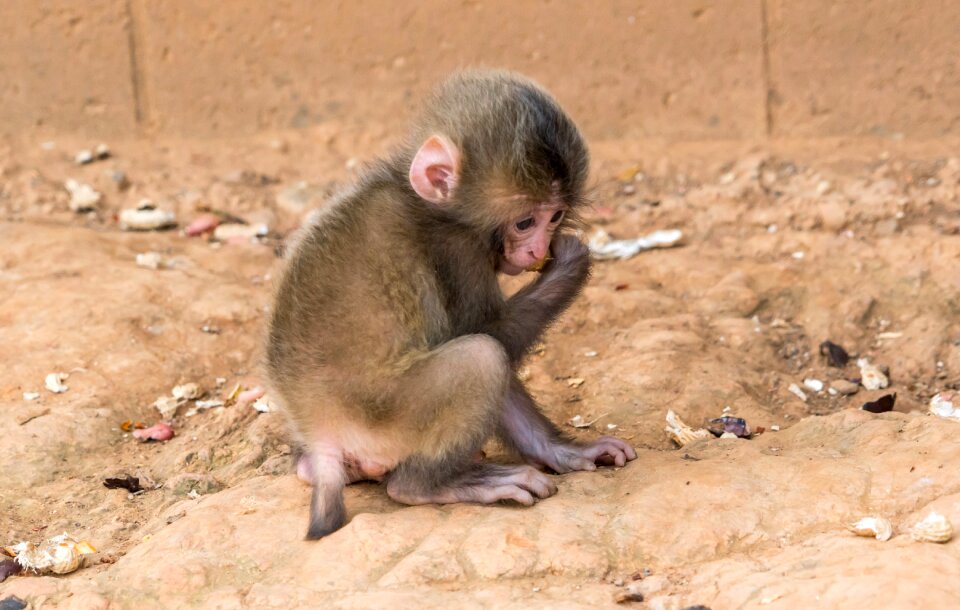 Wildlife mammal young