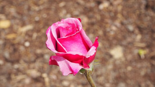 Flower petal love