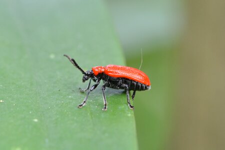 Beetle red lily photo
