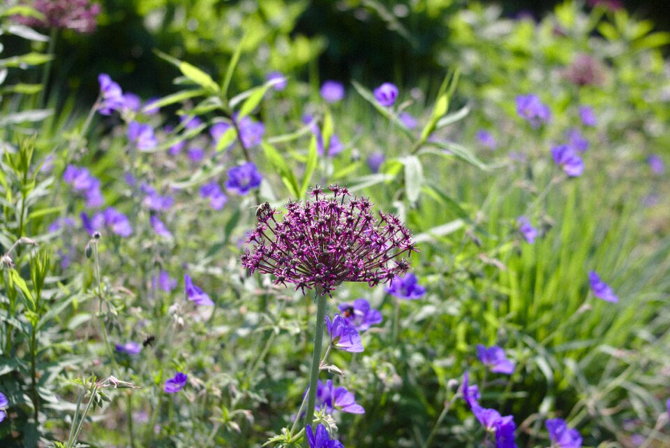 Bloom blue green