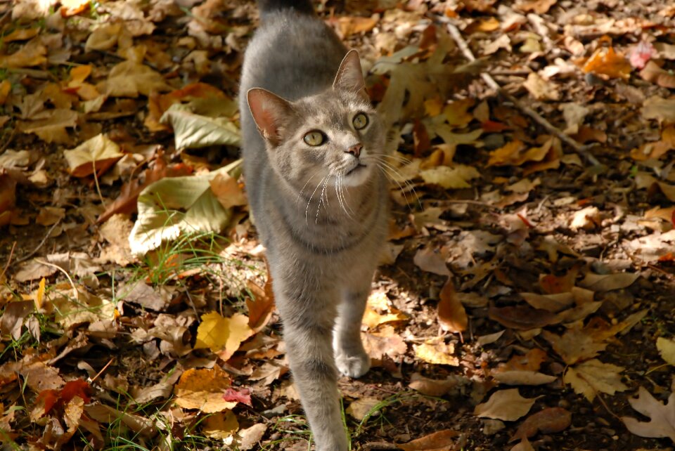 Autumn animal