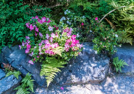 Plant nature landscape