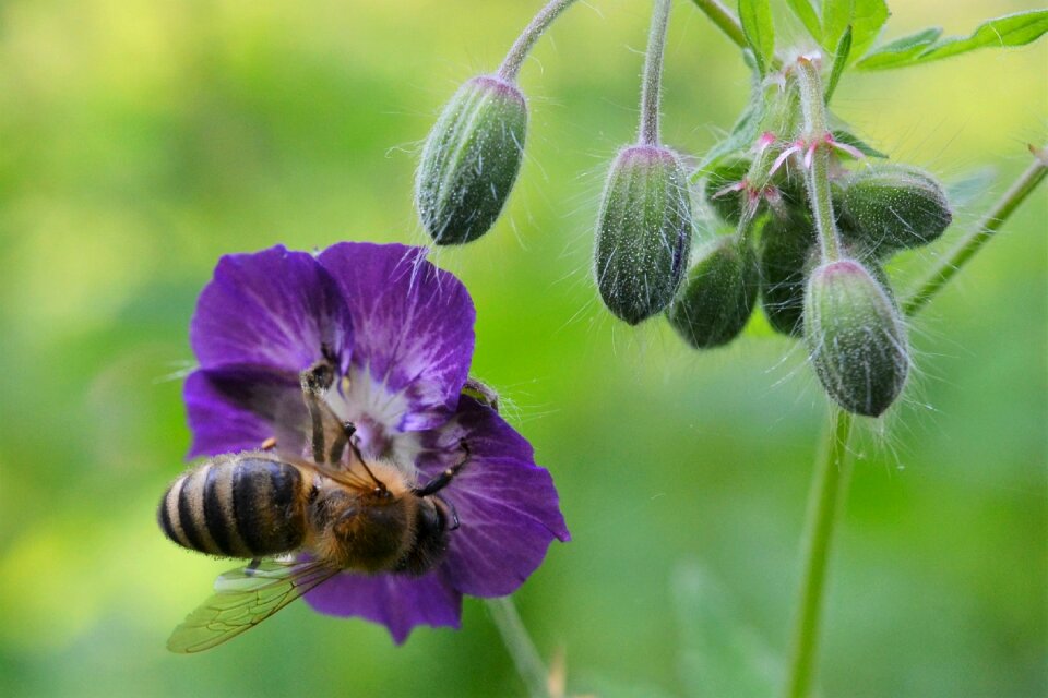 Bee spring purple